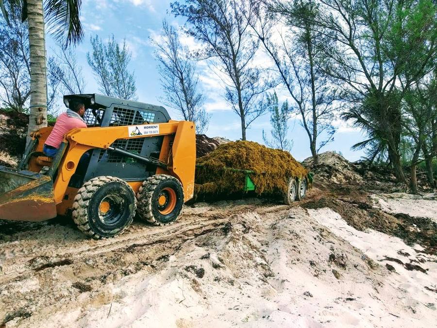 Acumulación de sargazo en la costa